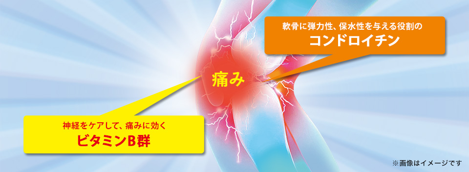 軟骨に弾力性、保水性を与える役割の【コンドロイチン】・神経をケアして、痛みに効く【ビタミンB群】