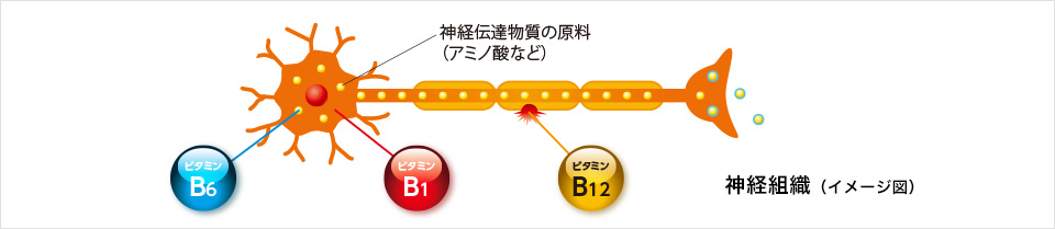 神経をケアする、ビタミンB群が効く。
